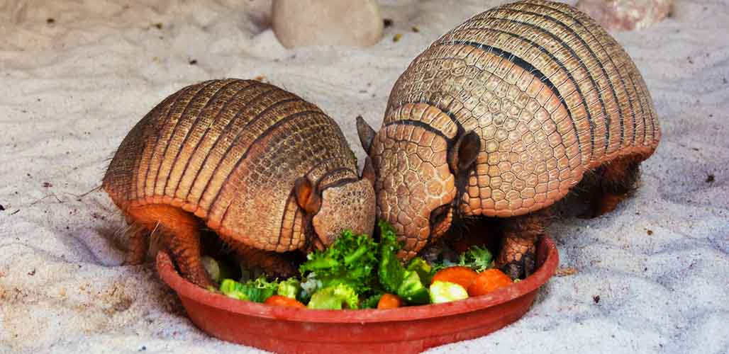 What Do Armadillos Eat As Pets and In The Wild