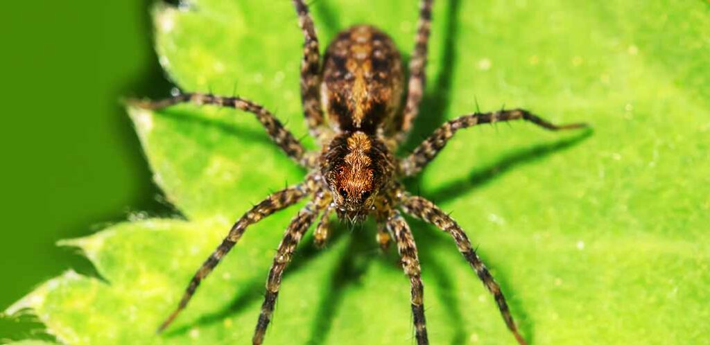 hobo spider on leaf