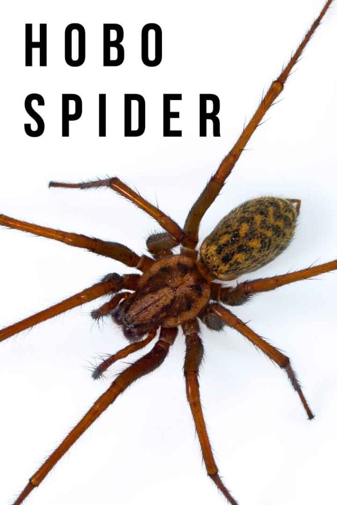 Hobo Spider vs Wolf Spider - How To Tell The Difference