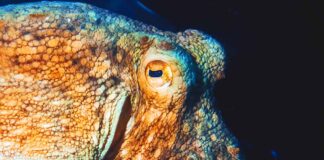 octopus eyes
