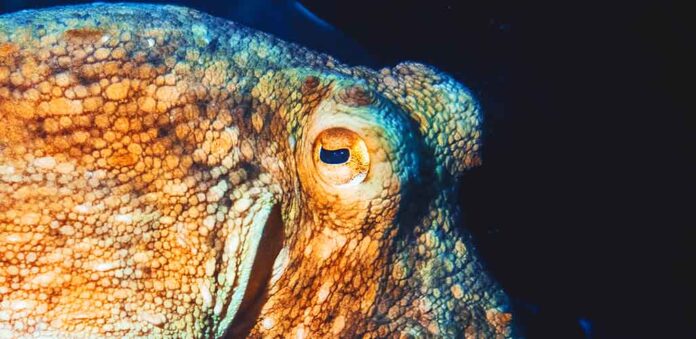 Octopus Eyes SN Long 696x339 