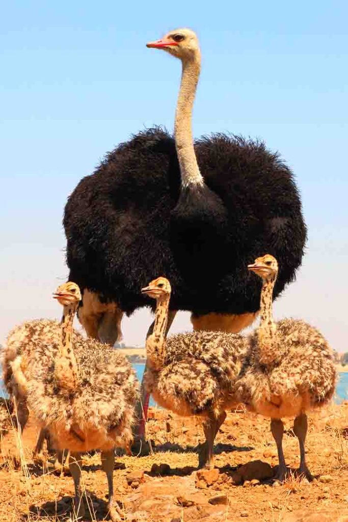 speedy ostrich with babies