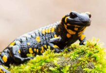 what animals live in a lake - salamanders