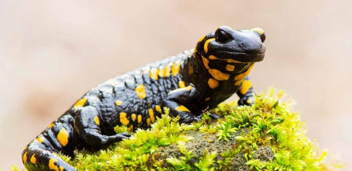 what animals live in a lake - salamanders