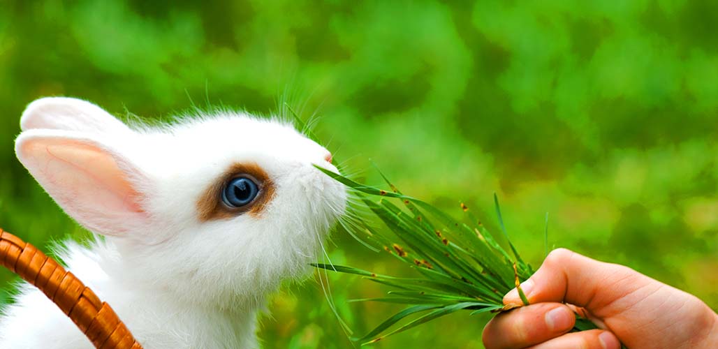 What Eats Grass? 25 Animals That Like To Eat Grass