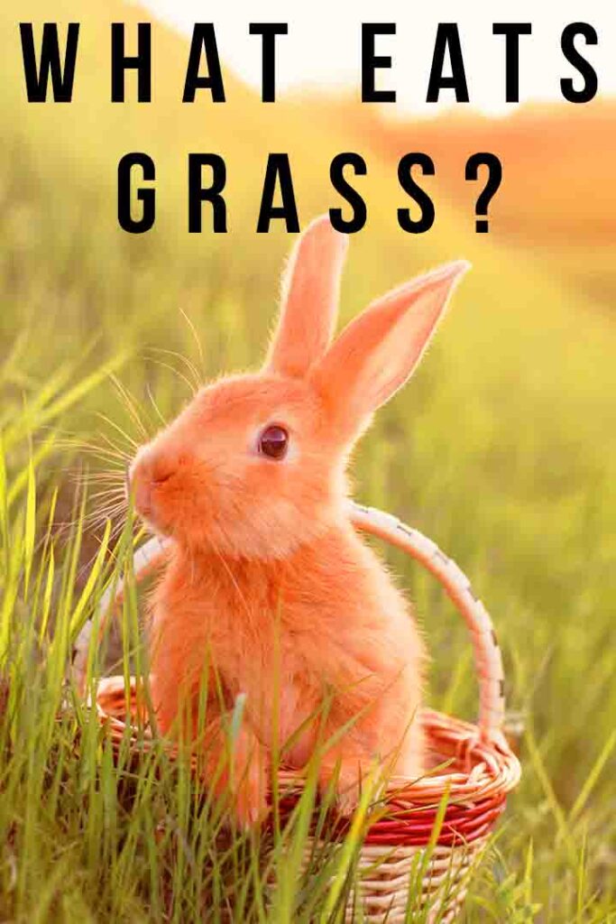 what eats grass