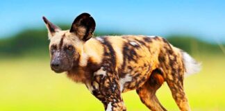 wild African hunting dog
