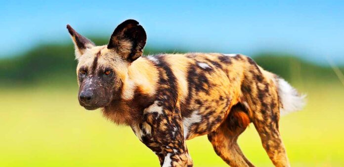 wild African hunting dog