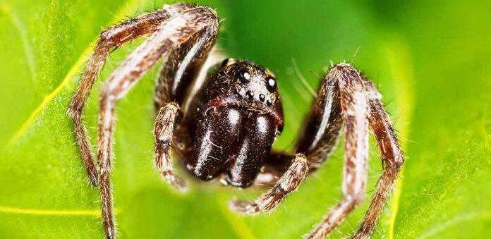 wolf spider