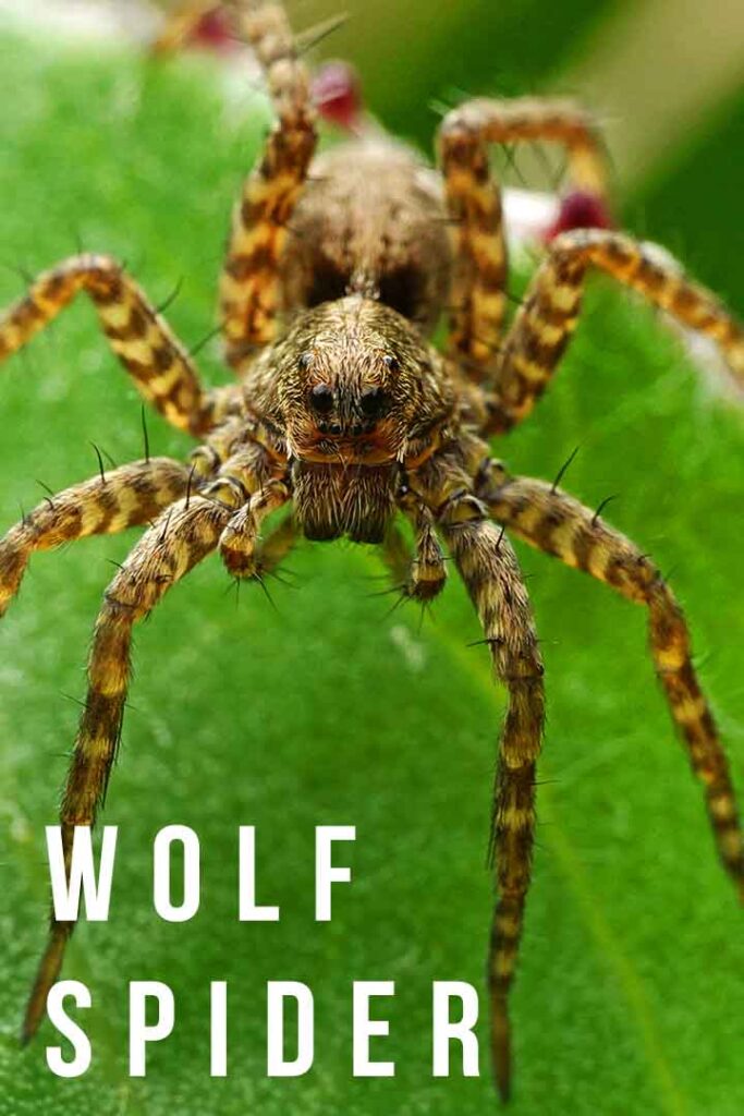 wolf spider