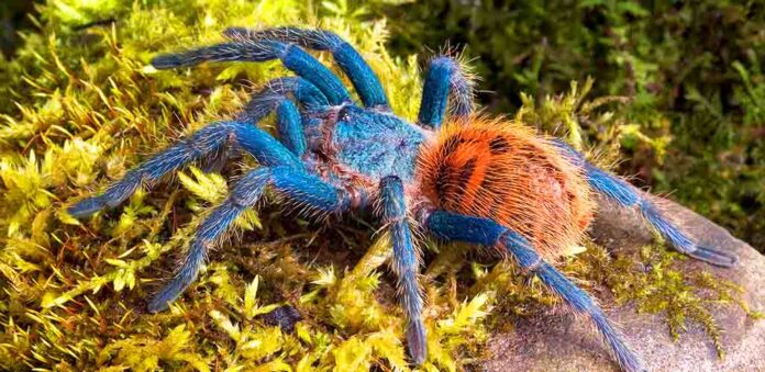 green bottle blue tarantula