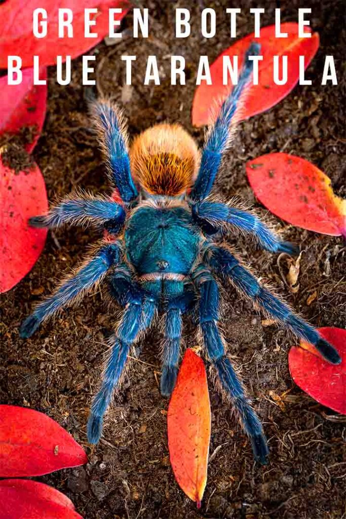 green bottle blue tarantula