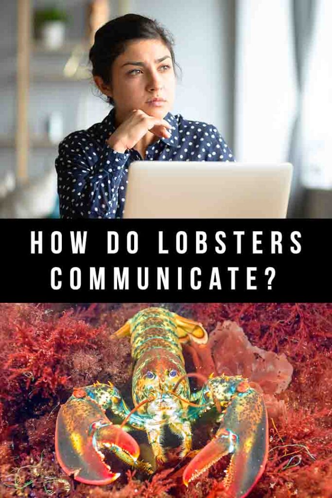 how do lobsters communicate