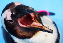 inside a penguin's mouth
