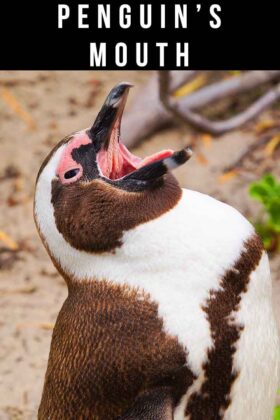 What Is Inside A Penguin's Mouth?