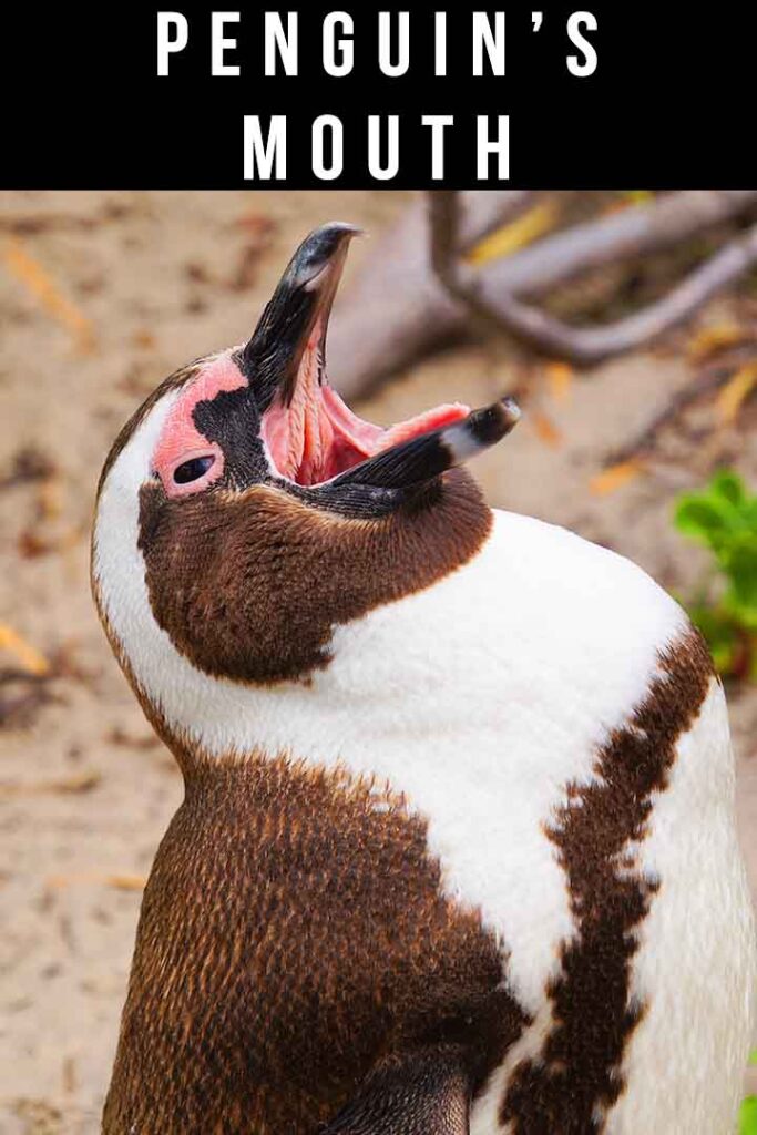 inside a penguin's mouth