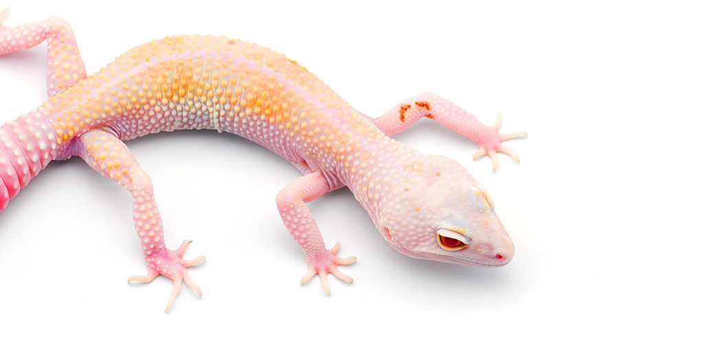 Albino Leopard Gecko Morphs And Special Care Needs