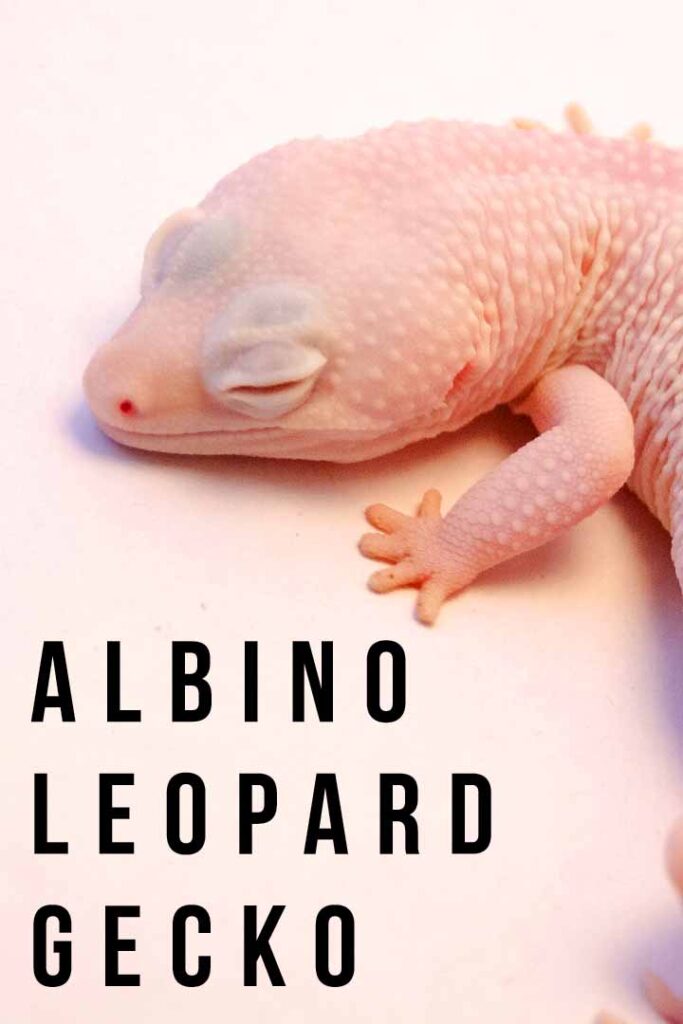 albino leopard gecko