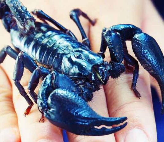 asian forest scorpion