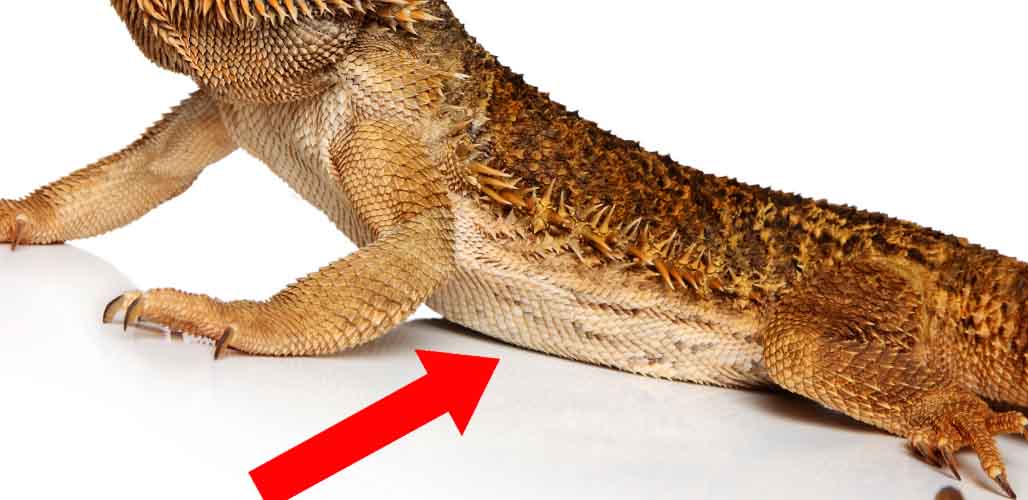 What Are Stress Marks on a Bearded Dragon?