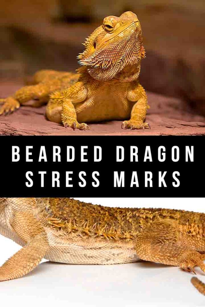 bearded dragon stress marks