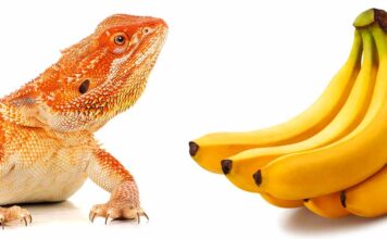 can bearded dragons eat bananas