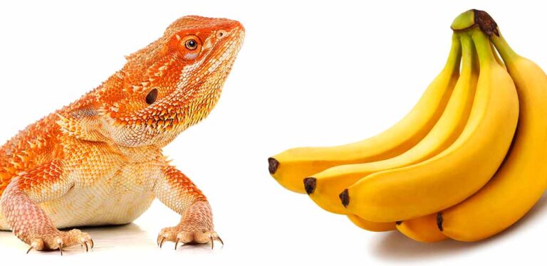 Detailed Can Bearded Dragon Eat Banana Image Digital Art Detailed Can Bearded Dragon Eat Banana Image Digital Art