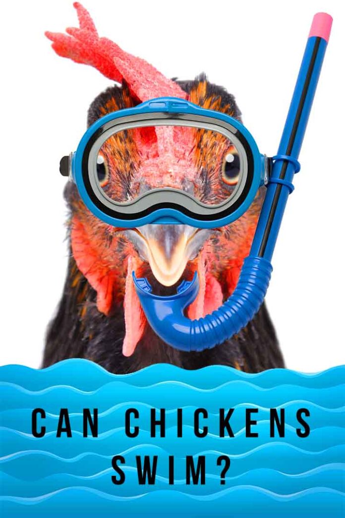 Can Chickens Swim or Float on Water?