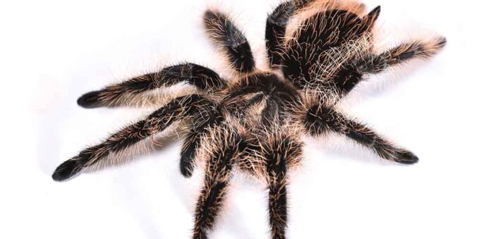 curly hair tarantula