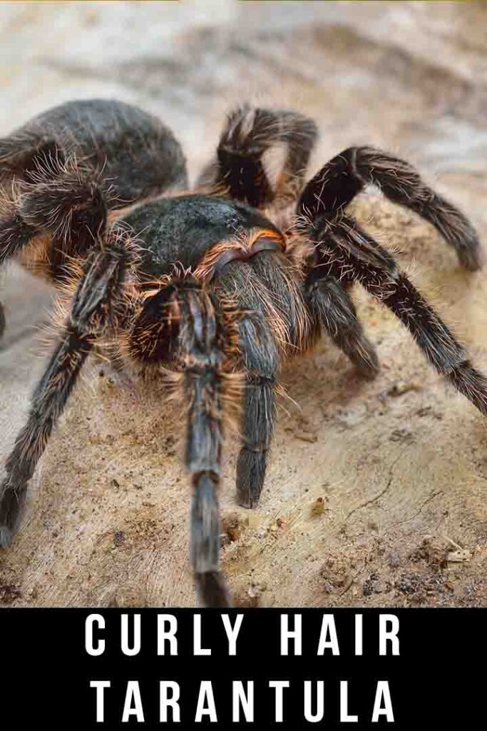 curly hair tarantula