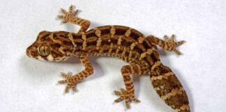 viper gecko