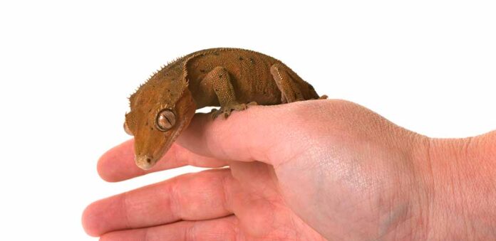 crested gecko having trouble climbing