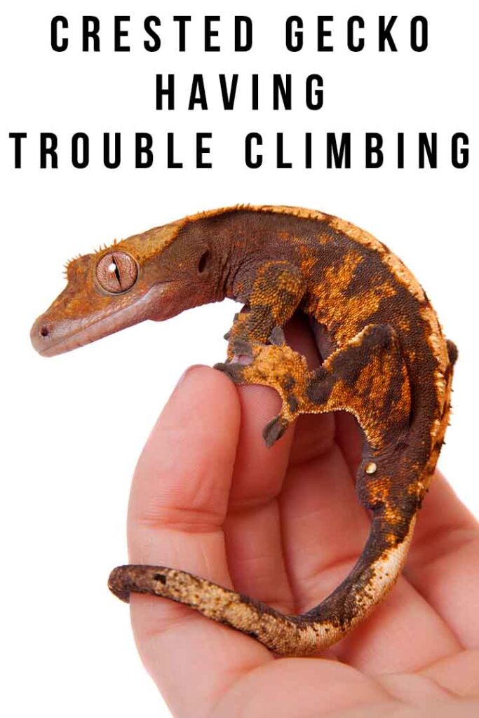 crested gecko having trouble climbing