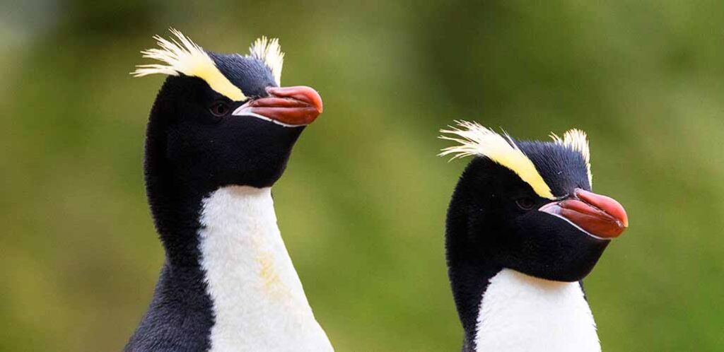 erect crested penguin with yellow hair