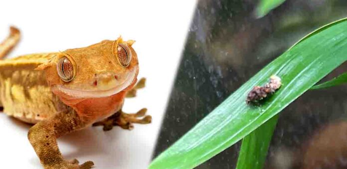 gecko poop