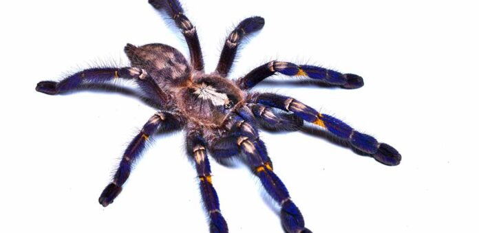 gooty sapphire tarantula