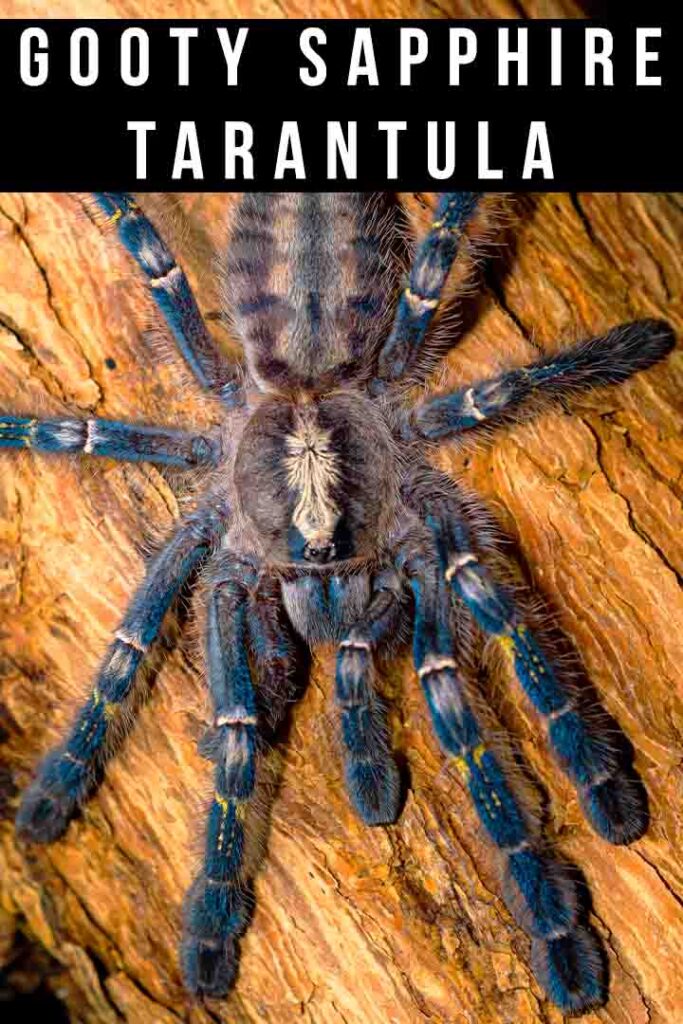 gooty sapphire tarantula