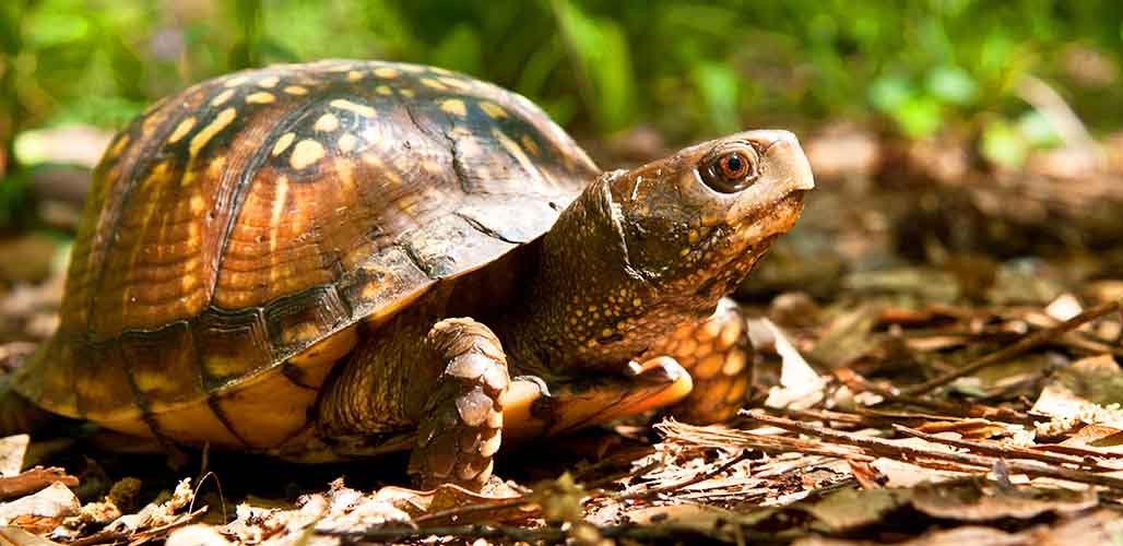 12 Types of Box Turtle, Their Differences and Similarities