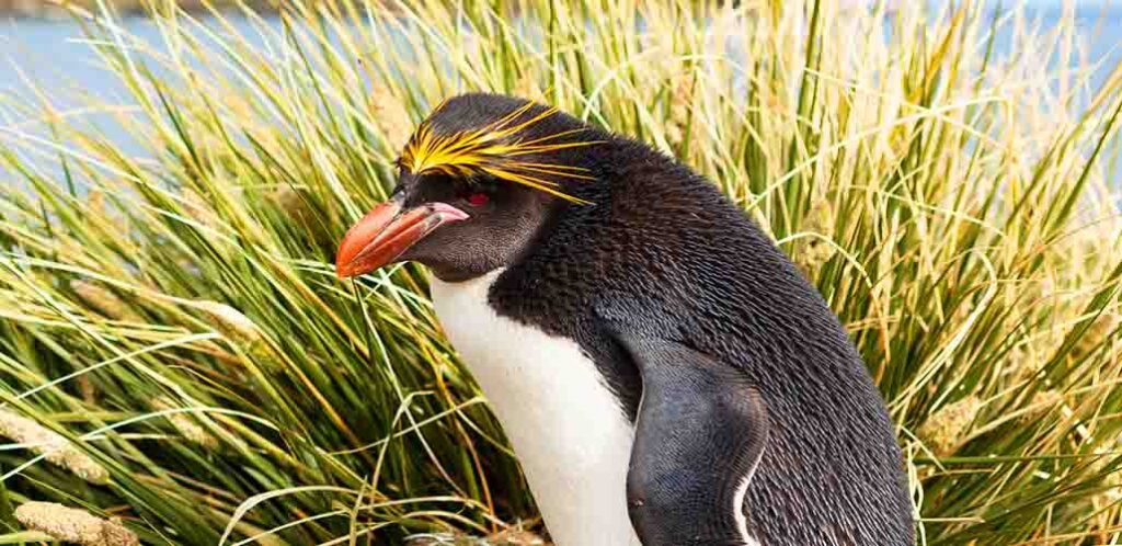 macaroni penguin with yellow hair