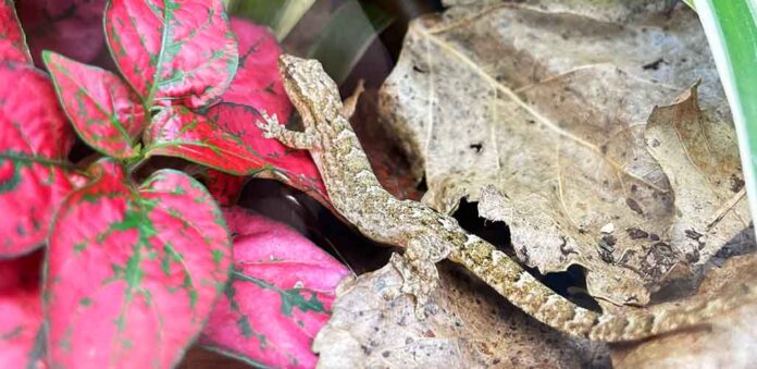 juvenille type A mourning gecko