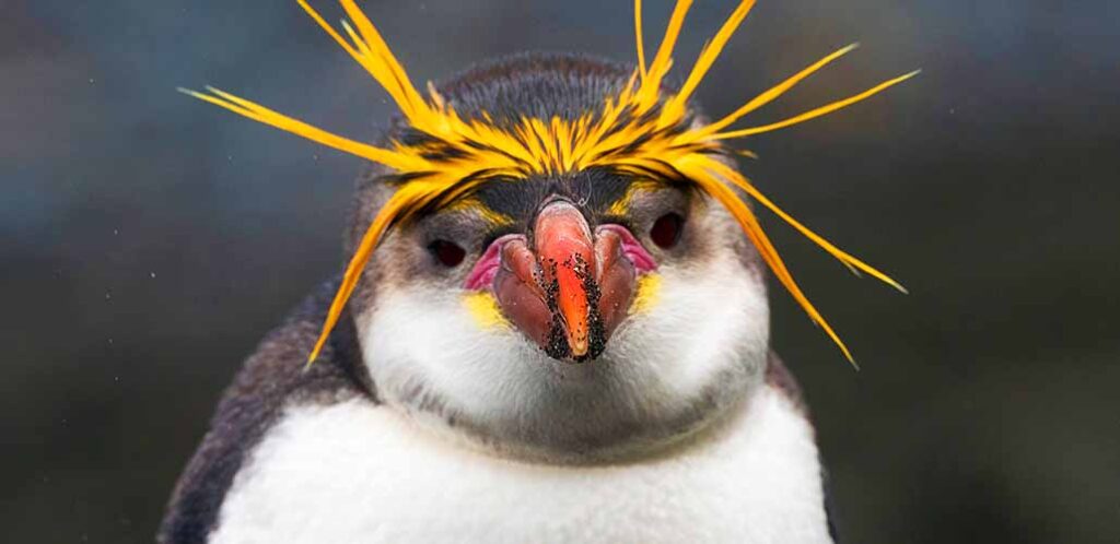 royal penguin with yellow hair