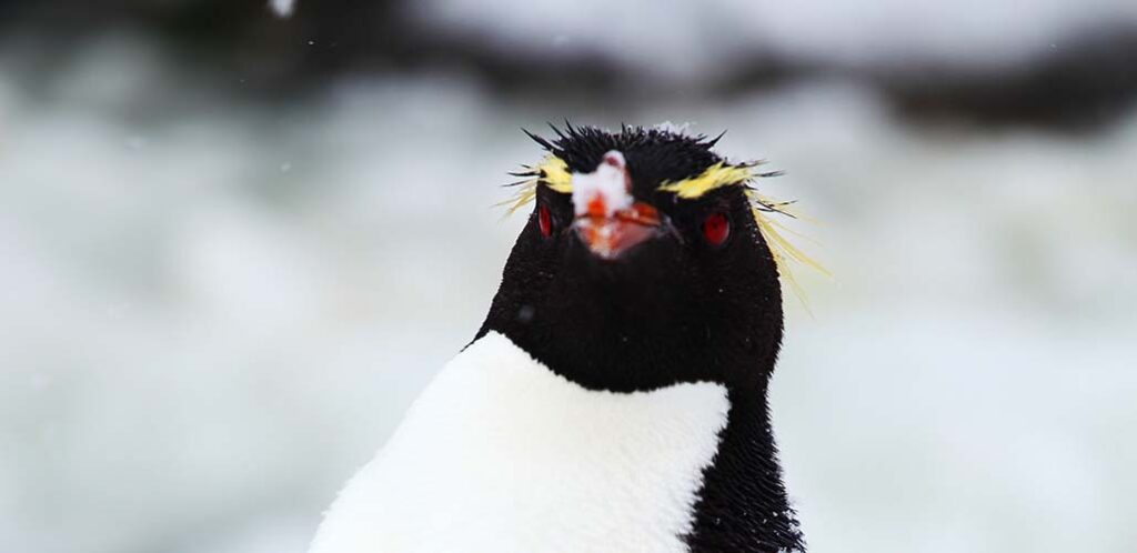 snares penguin with yellow hair