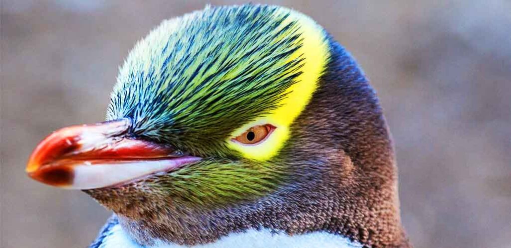 yellow eyed penguin with yellow hair