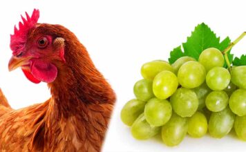 chicken eating grapes