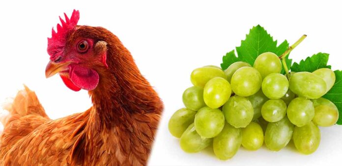 chicken eating grapes