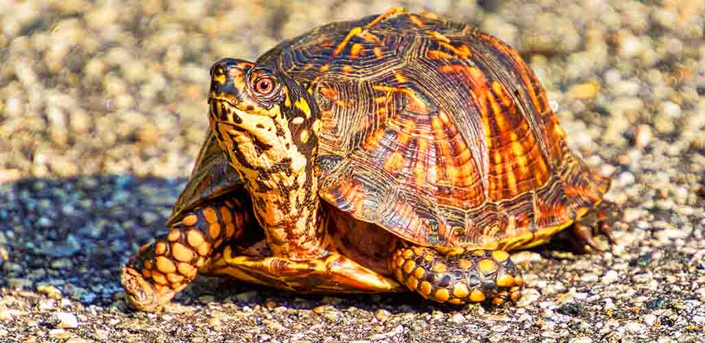 12 Types of Box Turtle, Their Differences and Similarities