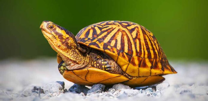 12 Types of Box Turtle, Their Differences and Similarities