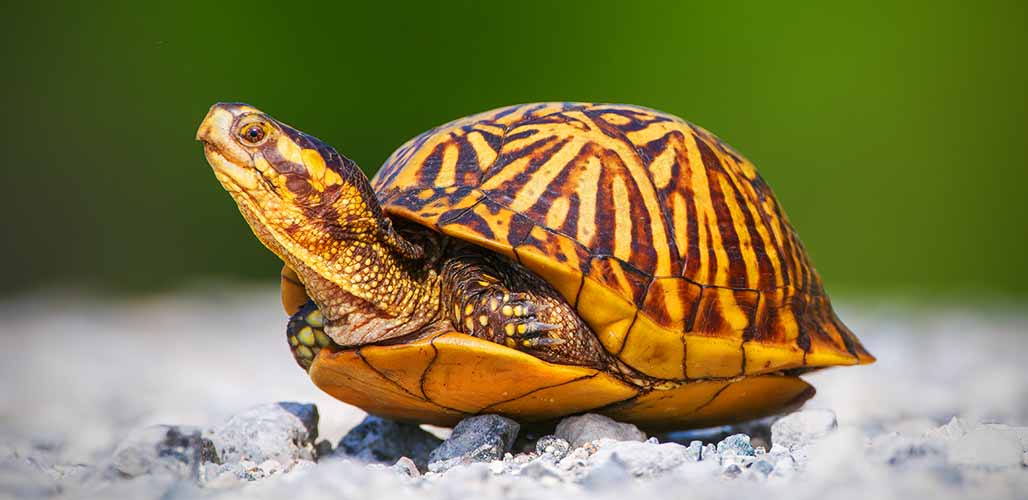 coahuilan box turtle