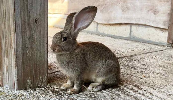 baby continental giant rabbit keeping cool in the shade