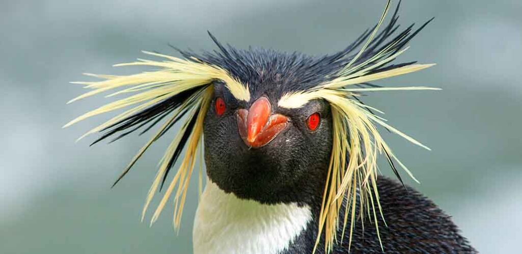 rockhopper penguin with yellow hair